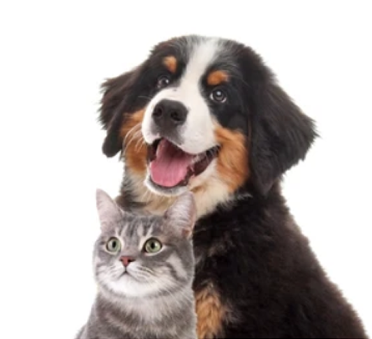 Dogandcathomepage1