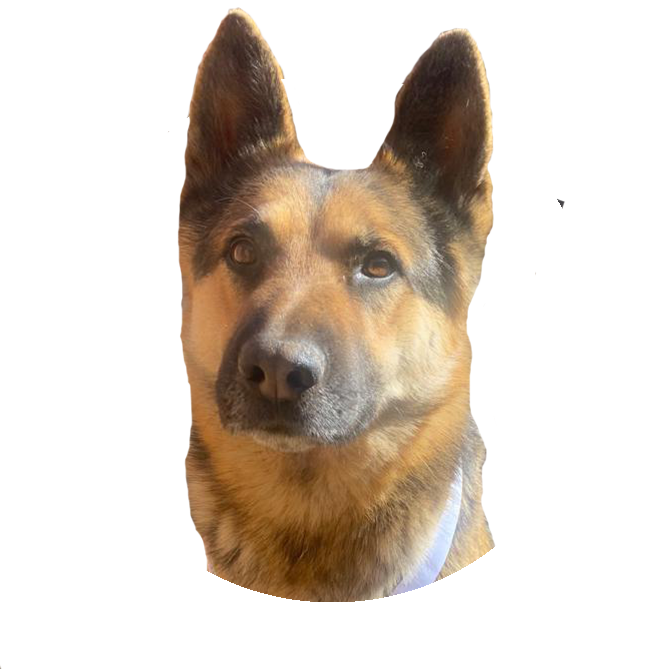 About 5 HeadshotShadow