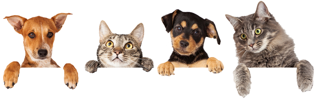 hanging pets